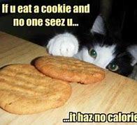 So cats... do we hate them or like them?