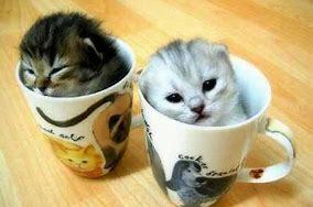 So cats... do we hate them or like them?