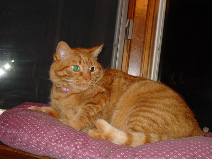 Harry was a real cat's cat