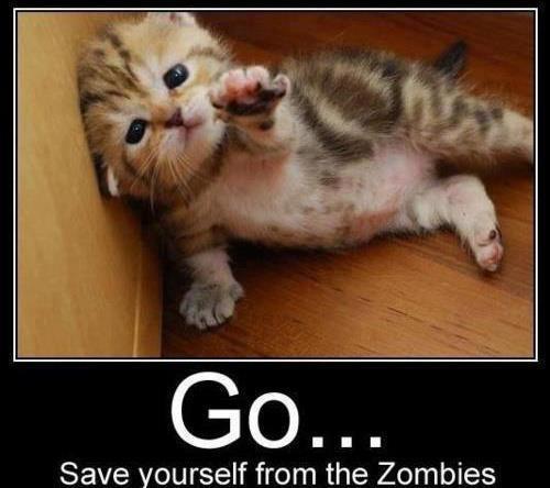 So cats... do we hate them or like them?