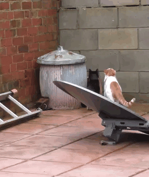 So cats... do we hate them or like them?