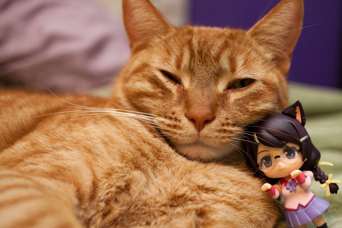 So cats... do we hate them or like them?