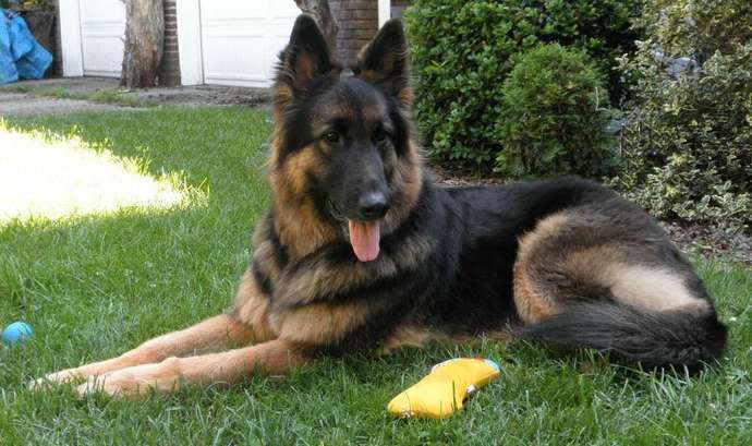 So cats... do we hate them or like them?