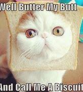 So cats... do we hate them or like them?