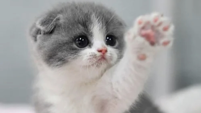 So cats... do we hate them or like them?