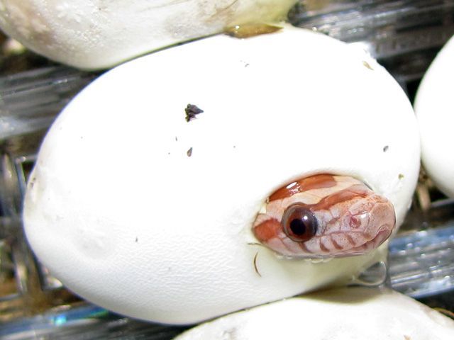 Would you ever date someone who has pet snakes?