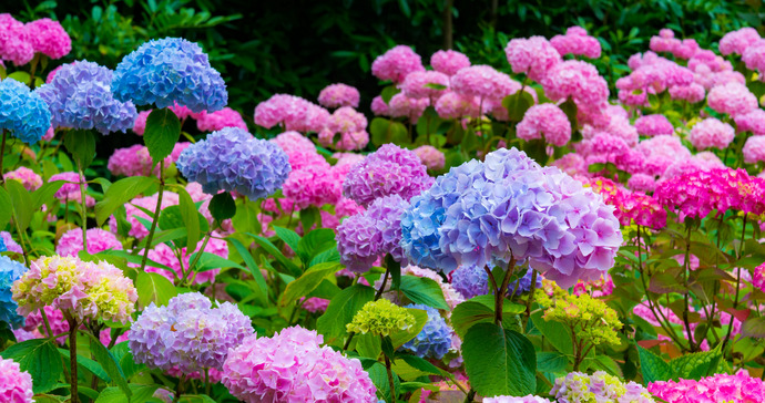 Do you get excited about house plants and gardening?