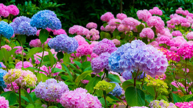Do you get excited about house plants and gardening?