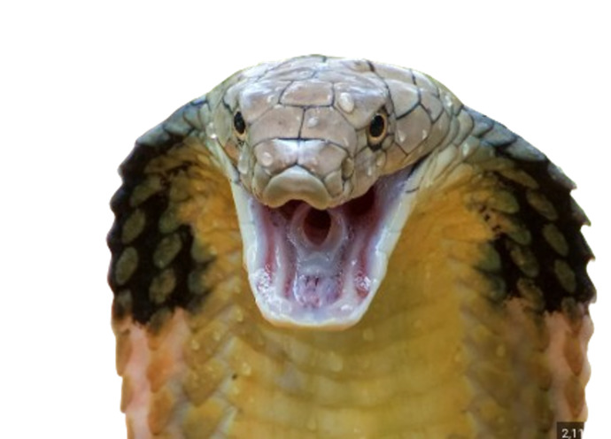 Ive been hearing the drum beats and talk of either Israel or the US cutting off the head of the snake? Will it happen?