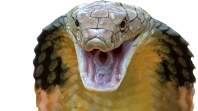 I've been hearing the drum beats and talk of either Israel or the US cutting off the head of the snake? Will it happen?