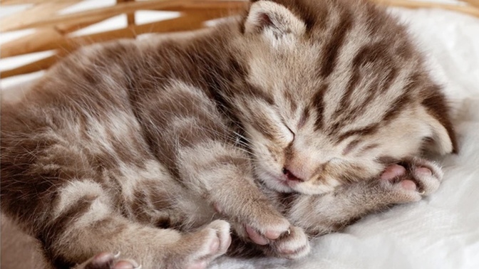 Why do women hate cats?