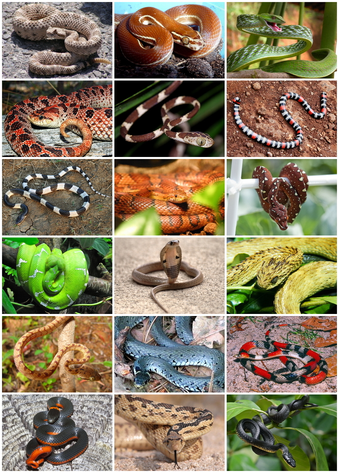 Your favorite reptile?