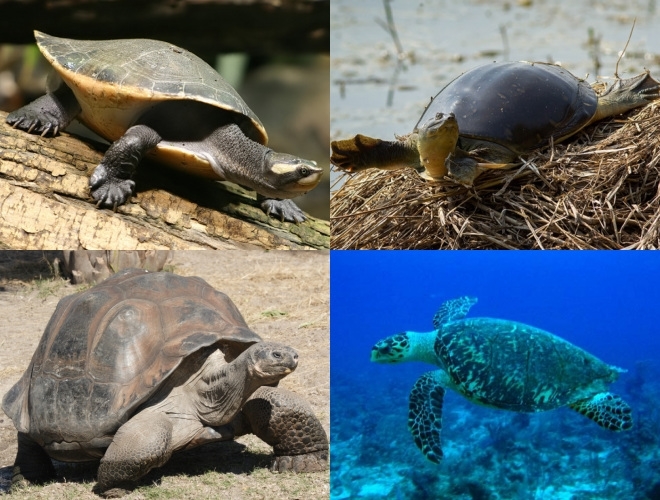 Your favorite reptile?