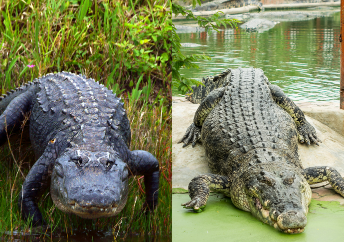 Your favorite reptile?