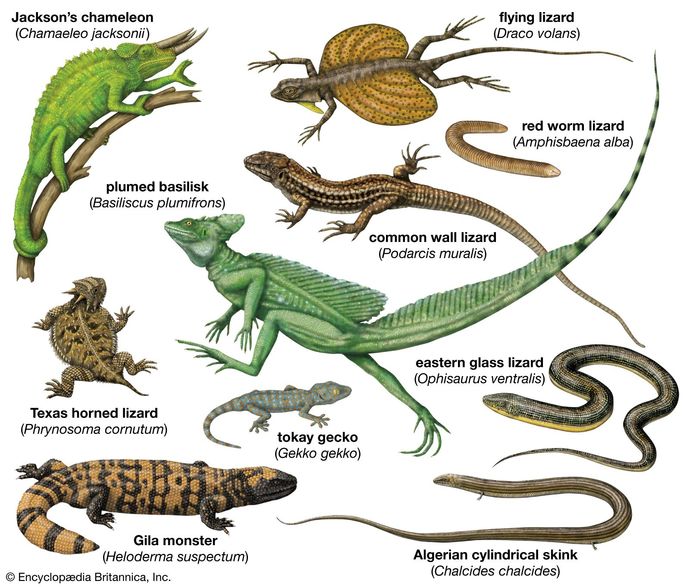 Your favorite reptile?