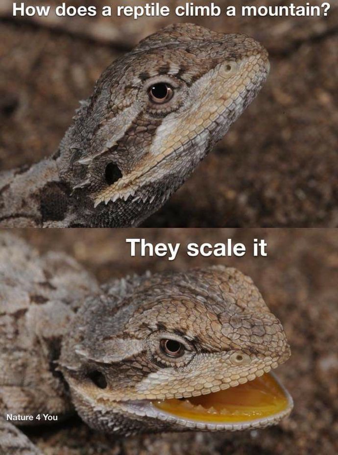 Your favorite reptile?