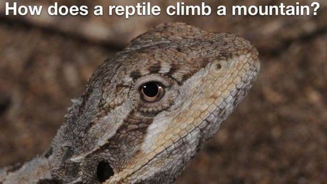 Your favorite reptile?
