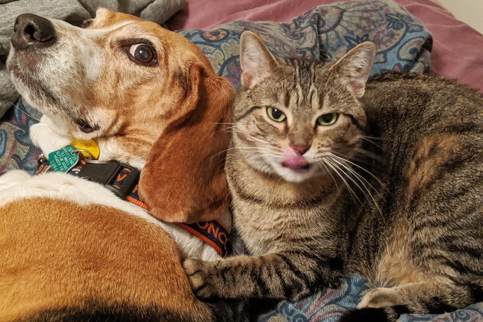 Are you a cat or dog person?