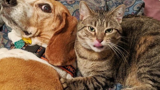 Are you a cat or dog person?