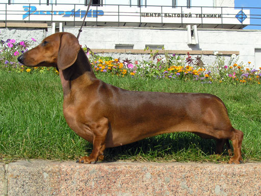 What's your favourite kind of dog?
