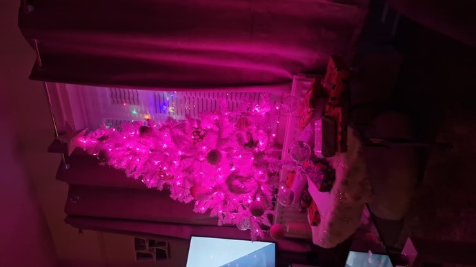 Merry Christmas. What's your Christmas tree look like?