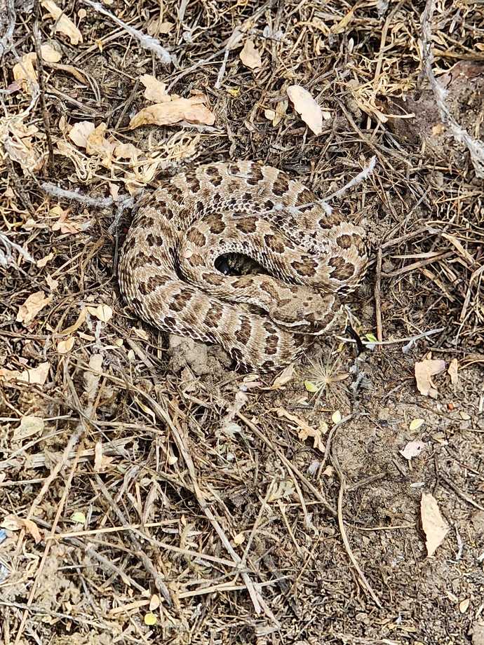 How many times have you almost got bitten by a snake?
