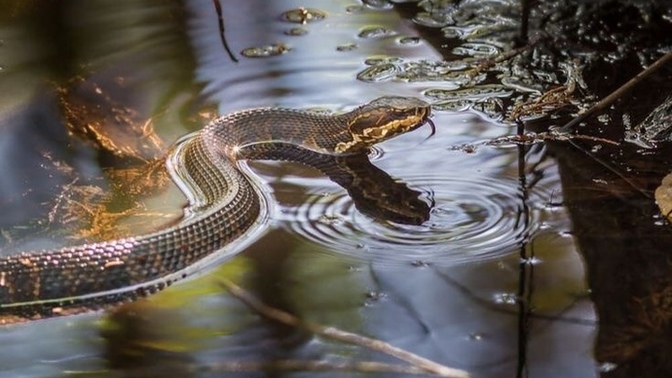 How many times have you almost got bitten by a snake?