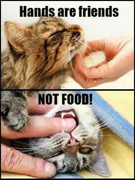 What do you feed your cats?