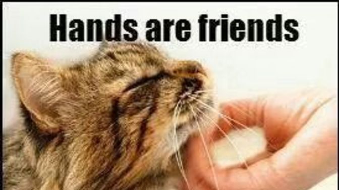 What do you feed your cats?