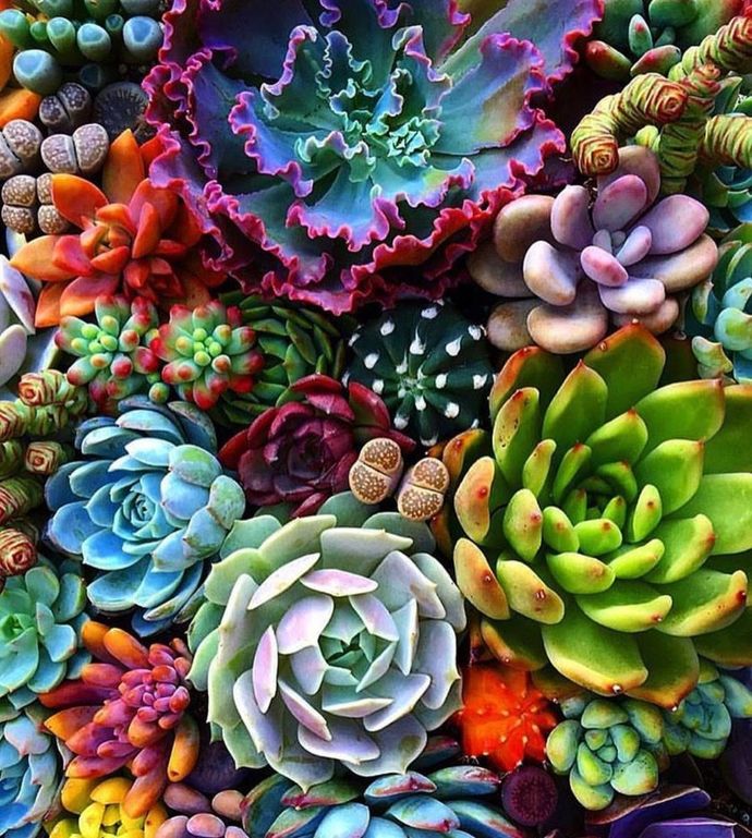 Succulents