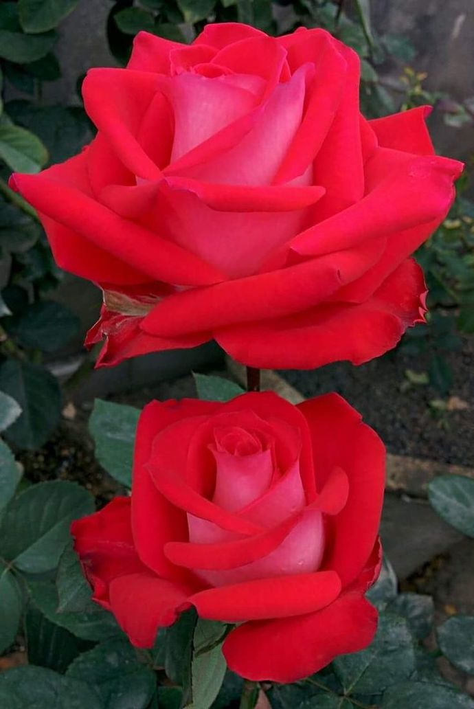 What’s your favorite flower?