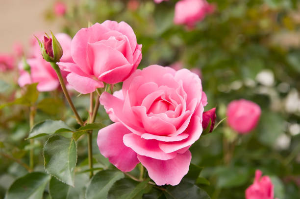 What’s your favorite flower?