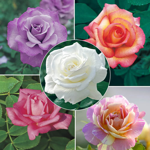 What’s your favorite flower?