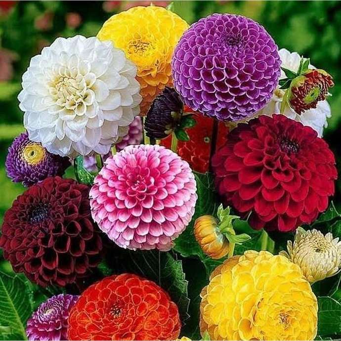 What’s your favorite flower?