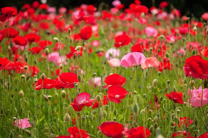 What’s your favorite flower?