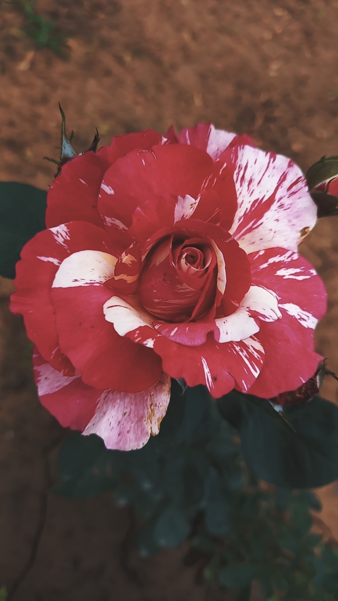 What’s your favorite flower?