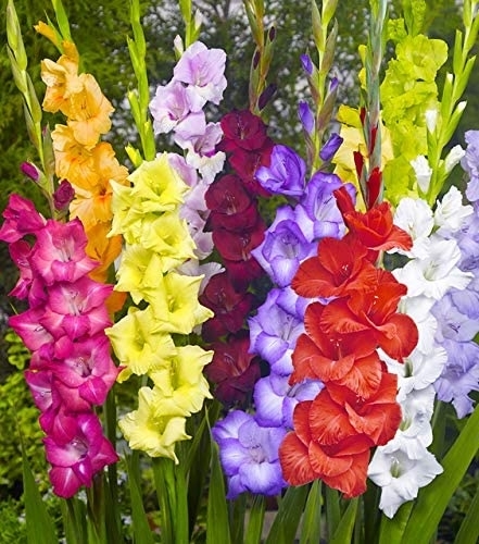 What’s your favorite flower?