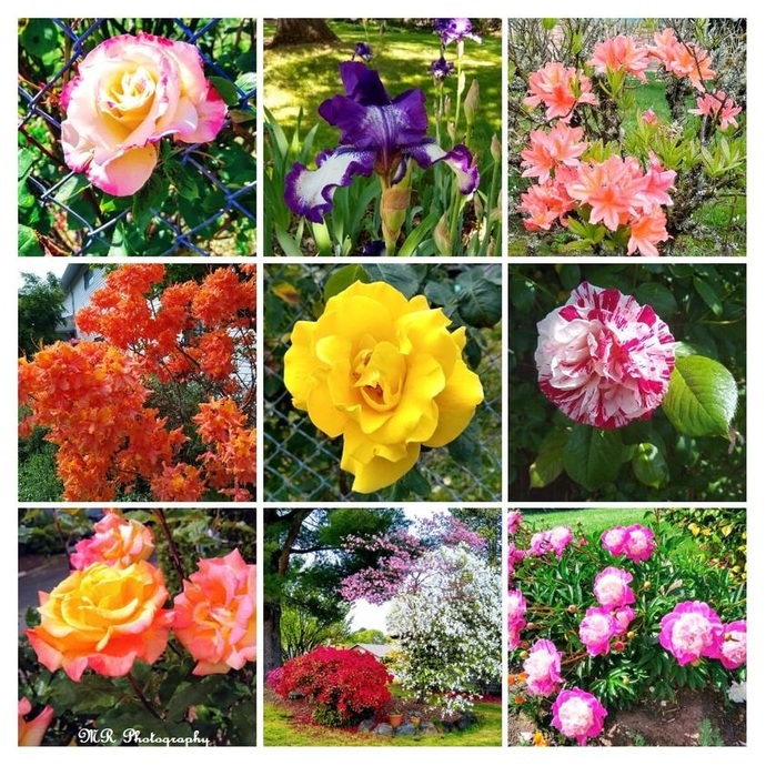 Photo collage taken by me