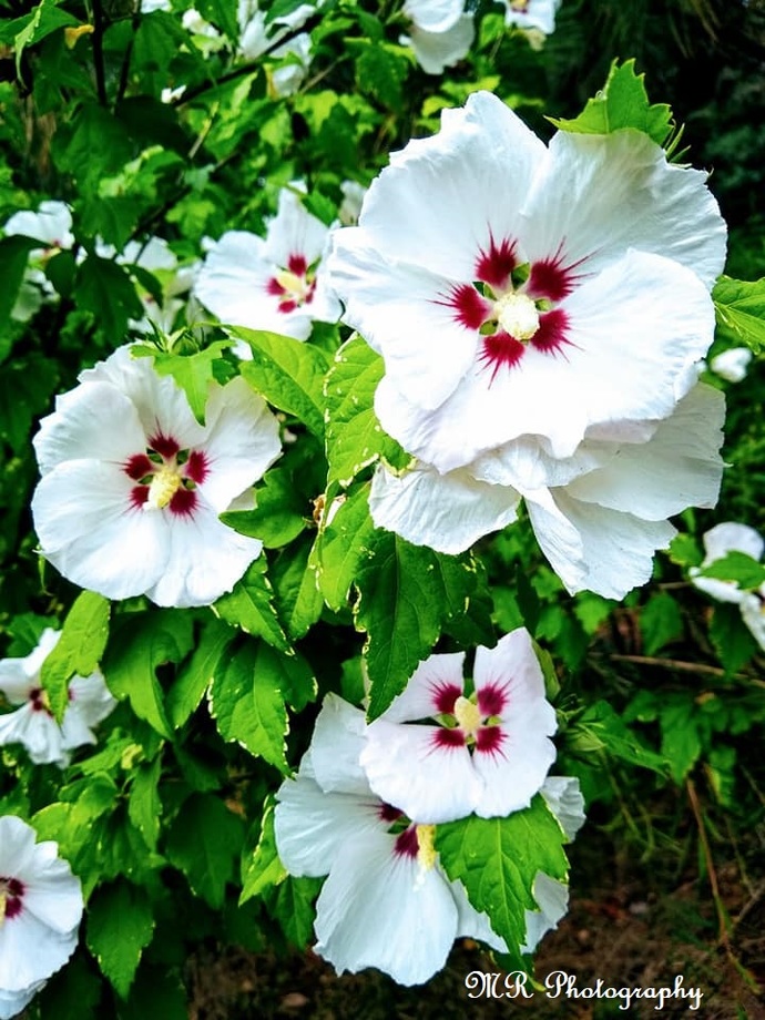 Rose of Sharon (photo taken by me)