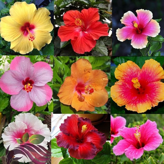 What’s your favorite flower? GirlsAskGuys