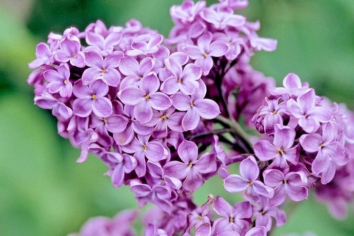 What’s your favorite flower?