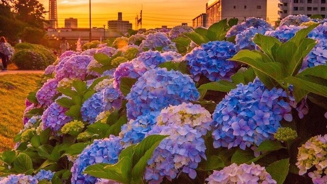 What’s your favorite flower?