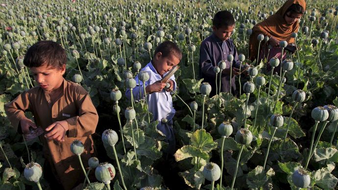 @d_bone_steak's children working hard on the opium farm.