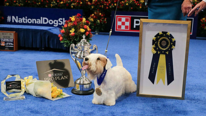 Do you ever like to watch Dog Shows/Championships on TV?