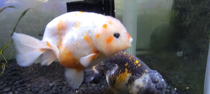 They best friends