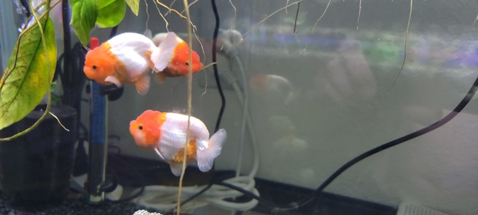Does anyone have goldfishes?