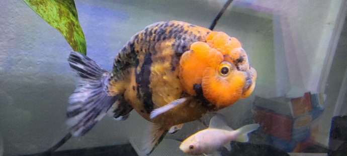 Does anyone have goldfishes?