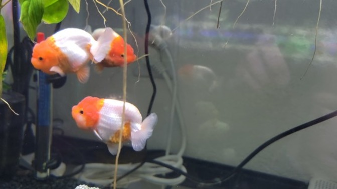 Does anyone have goldfishes?