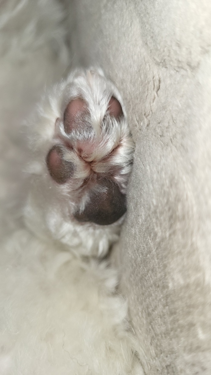 Are my dogs paws okay?