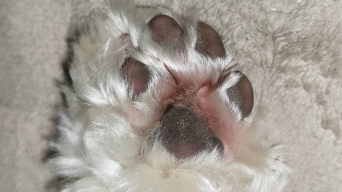 Are my dog's paws okay?
